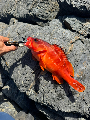 アカハタの釣果