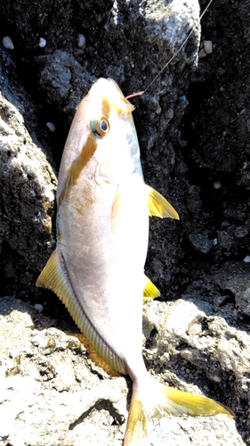 ショゴの釣果