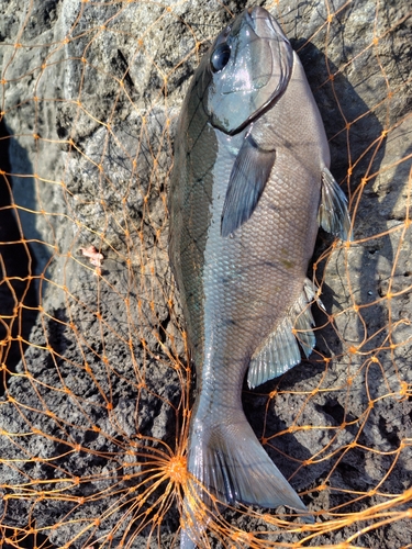 メジナの釣果