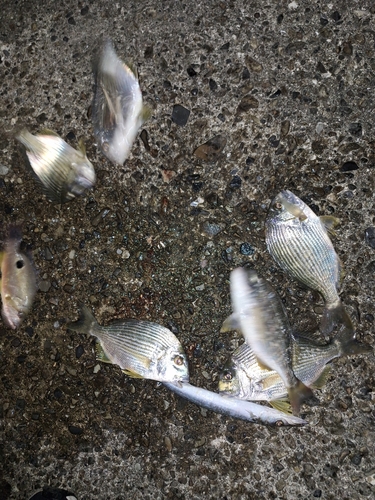 ヘダイの釣果