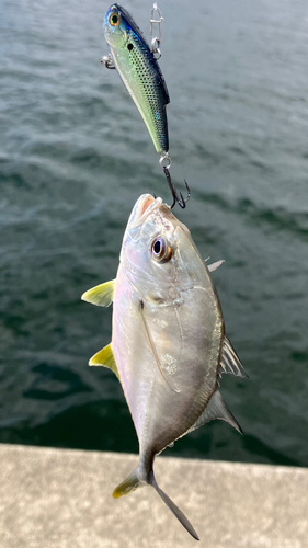 メッキの釣果