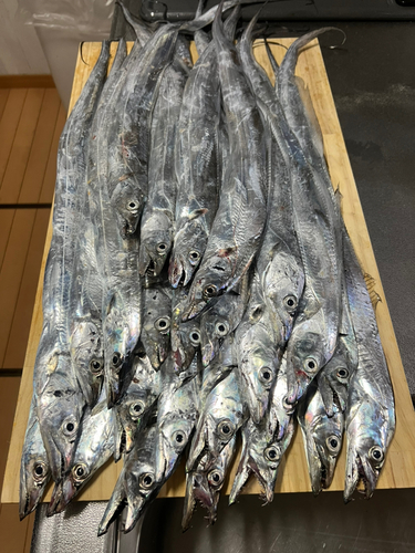 タチウオの釣果