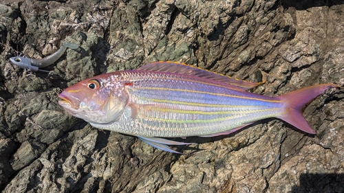 イトヨリダイの釣果