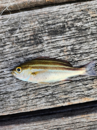 イサキの釣果