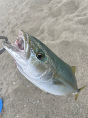 イナダの釣果