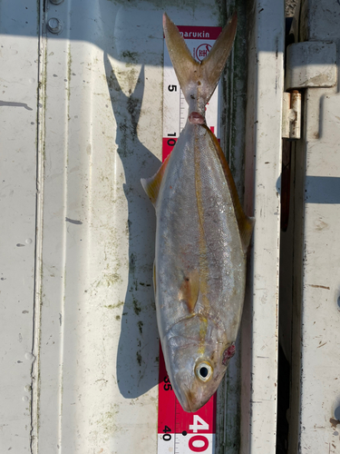 ネリゴの釣果