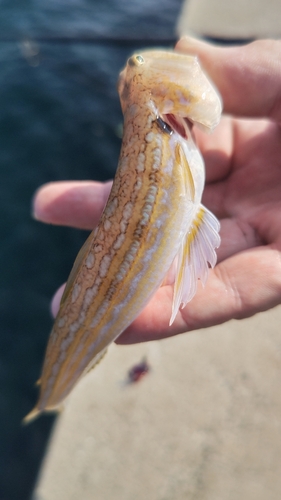 オキエソの釣果