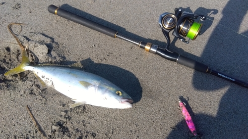 イナダの釣果