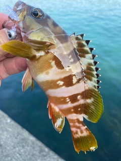 アカハタの釣果