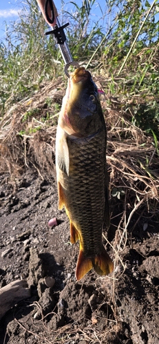 コイの釣果