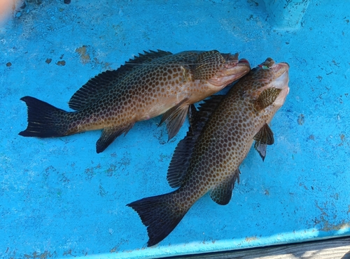 オオモンハタの釣果