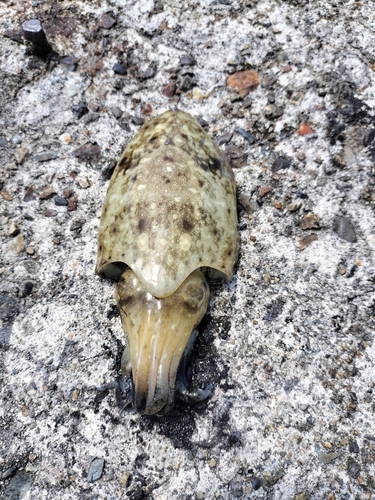 コウイカの釣果