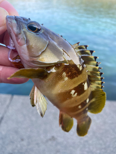 アカハタの釣果