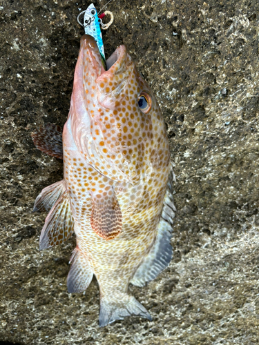 オオモンハタの釣果