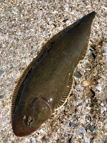 クロウシノシタの釣果