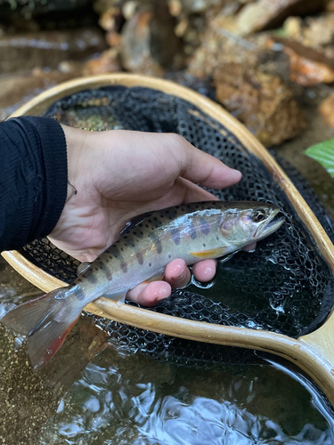 ヤマメの釣果