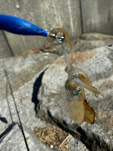 アオリイカの釣果