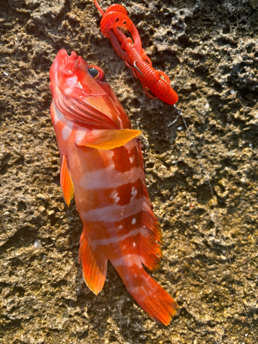 アカハタの釣果