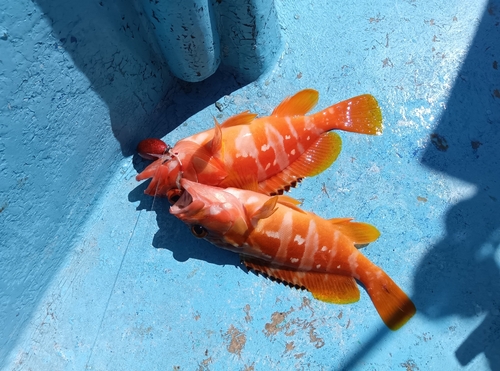 アカハタの釣果