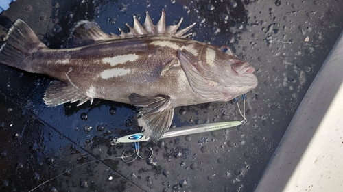 イシナギの釣果