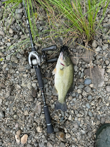 ラージマウスバスの釣果