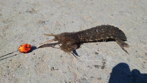 シャコの釣果