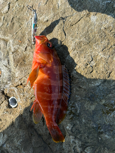 アカハタの釣果