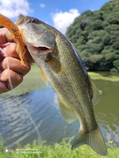 ブラックバスの釣果