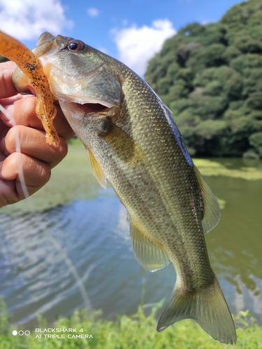 ブラックバスの釣果