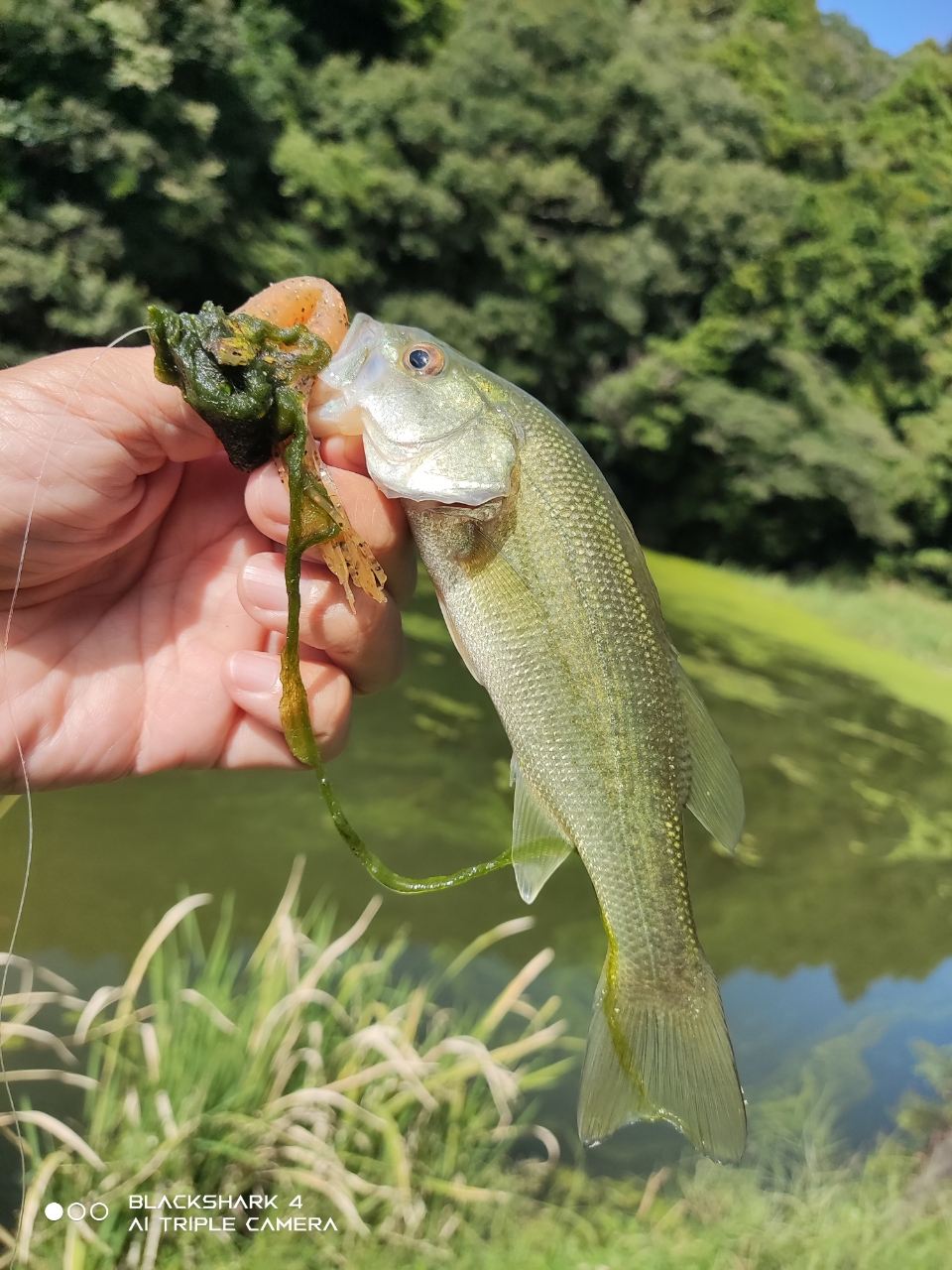 ブラックバス