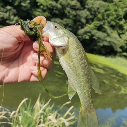 ブラックバス