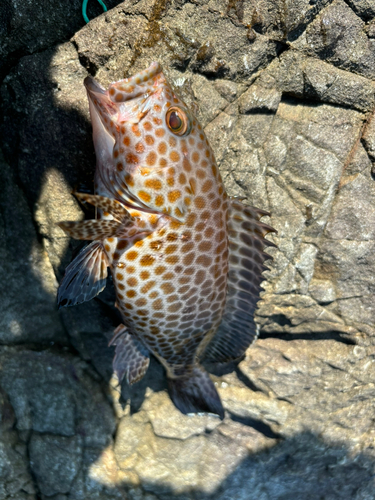 オオモンハタの釣果