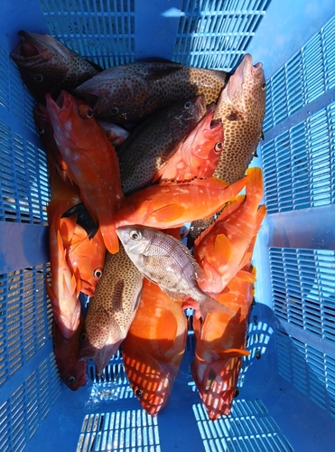 メイチダイの釣果