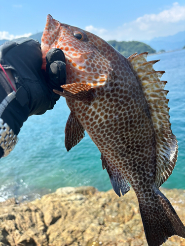 オオモンハタの釣果