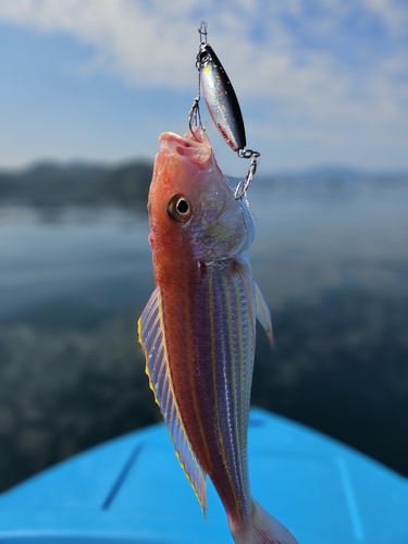 イトヨリダイの釣果