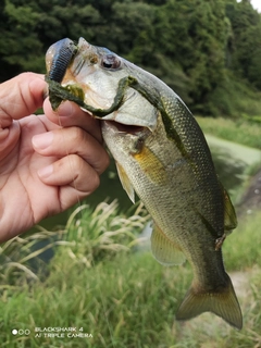 ブラックバスの釣果