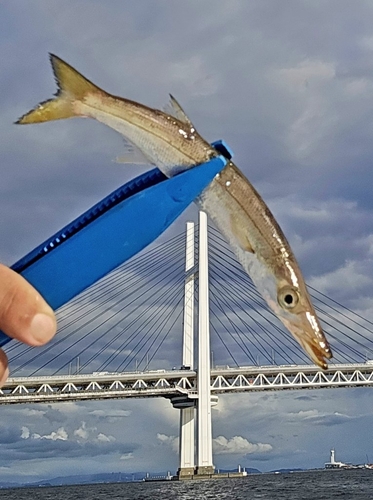 カマスの釣果