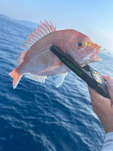 レンコダイの釣果