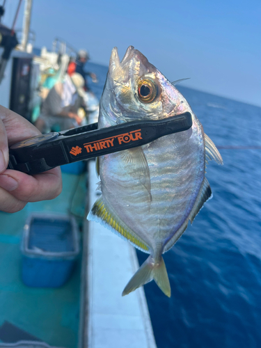 カイワリの釣果