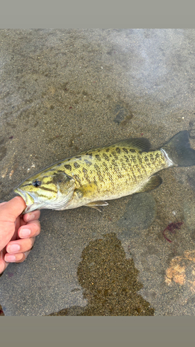 スモールマウスバスの釣果