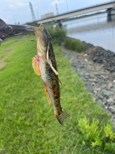 ハゼの釣果