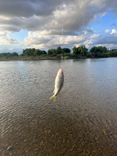 オイカワの釣果