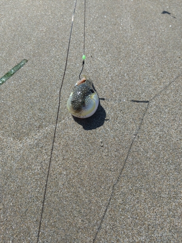 フグの釣果