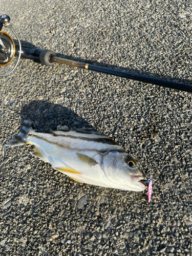 コトヒキの釣果