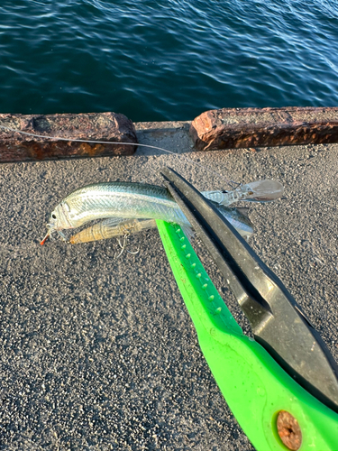 サヨリの釣果