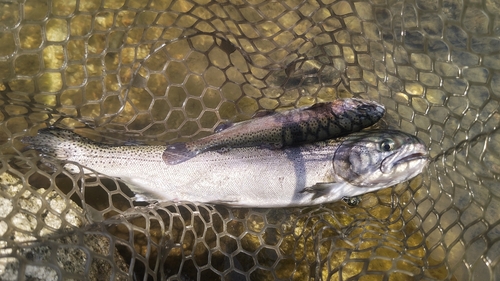 トラウトの釣果