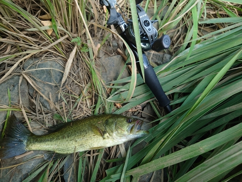 ラージマウスバスの釣果