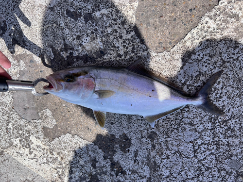 カンパチの釣果