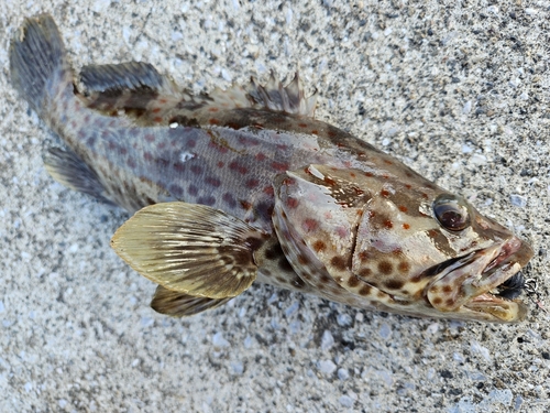 チャイロマルハタの釣果