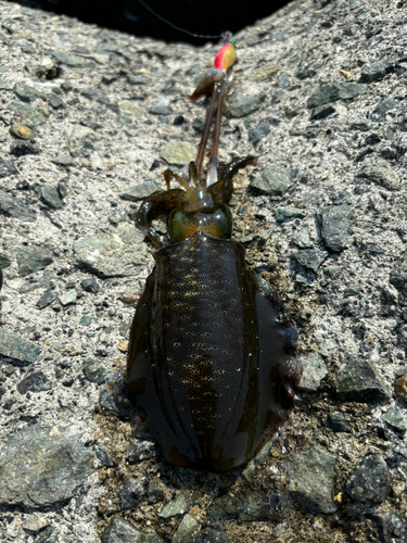 アオリイカの釣果